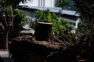 stump-removal